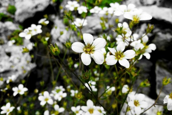 Flowers in nature. White blooming