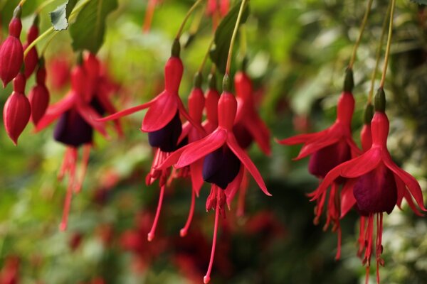 Rote Hängeblüten in der Luft im Naturgarten