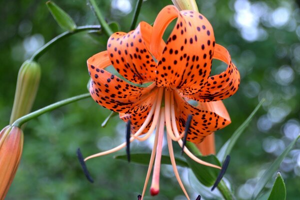 die belebte Natur. Die Schönheit der Ra einer ausgetretenen Blume