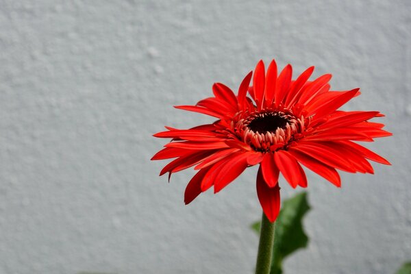 红色孤独的花的照片