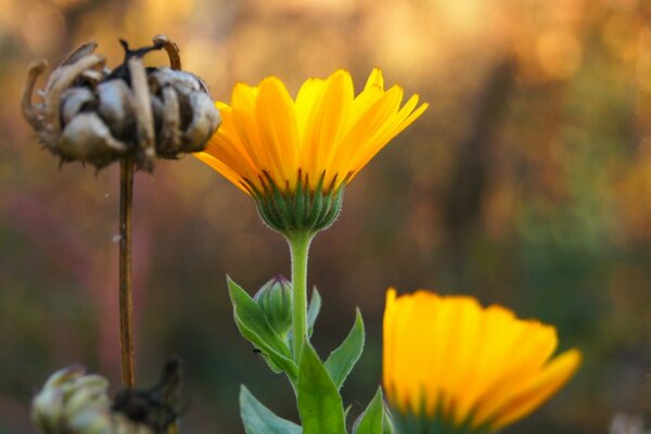 Bright sunny fresh flowers in the field