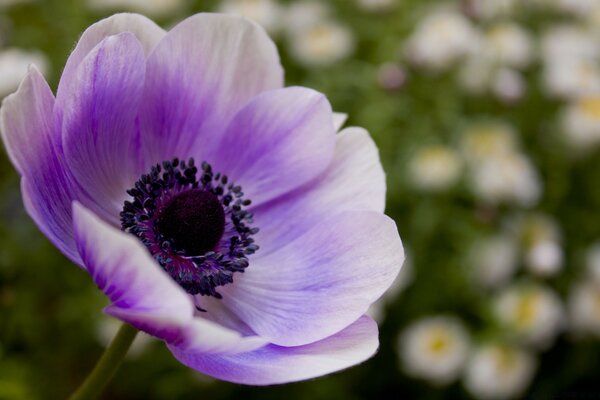 Lila Blume auf verschwommenem Hintergrund