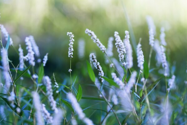 Schöne Blumen in der Natur im Sommer