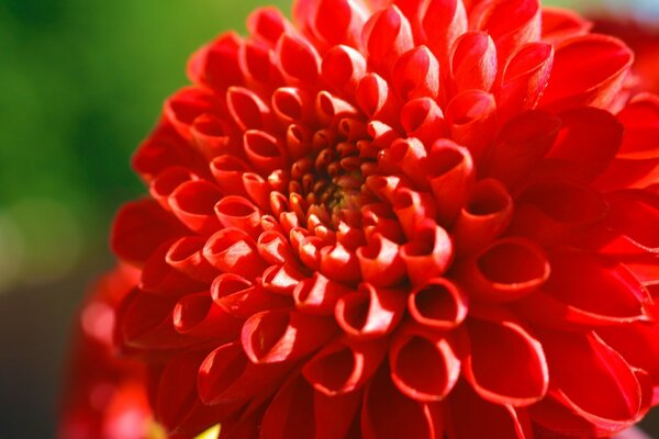 Naturaleza viva. Aster Rojo