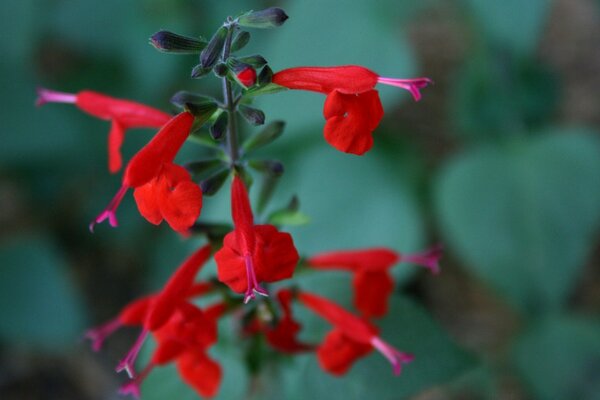 Flor roja sobre fondo borroso