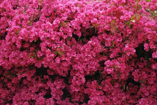 Arbustos de flores Rosadas crecen