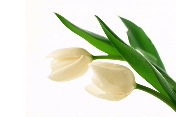 The delicate white color of the tulip