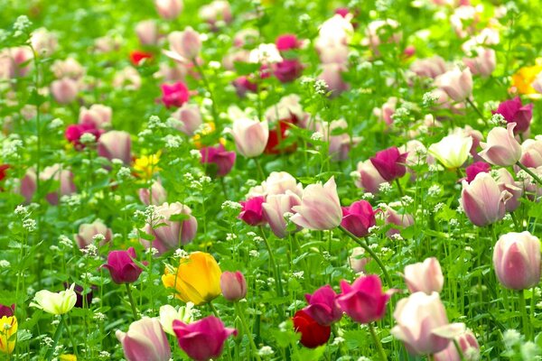 Tulipanes multicolores en el campo de verano