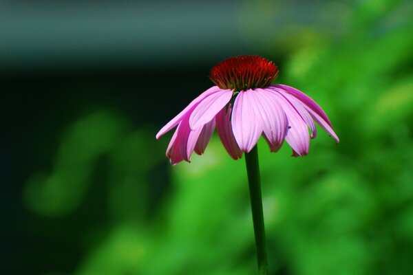 Lilac flower on a green background