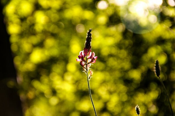 Meadow flowers in the wild