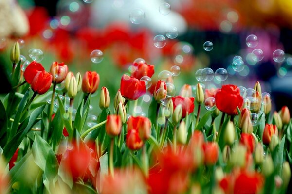 Tulipes dans les reflets des bulles de savon