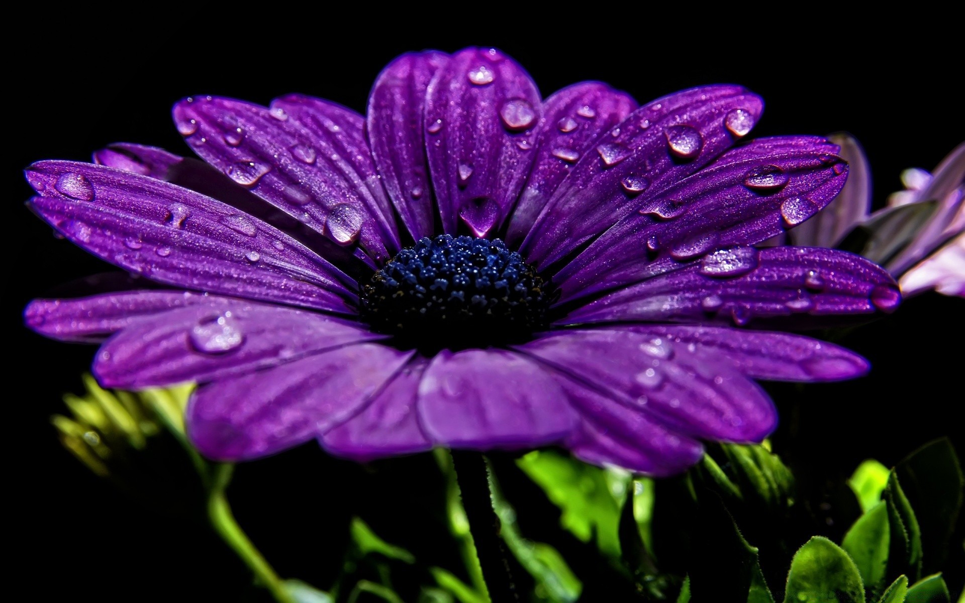 flores flor flora naturaleza jardín verano pétalo floración floral color hoja violeta hermoso brillante primer plano botánico temporada