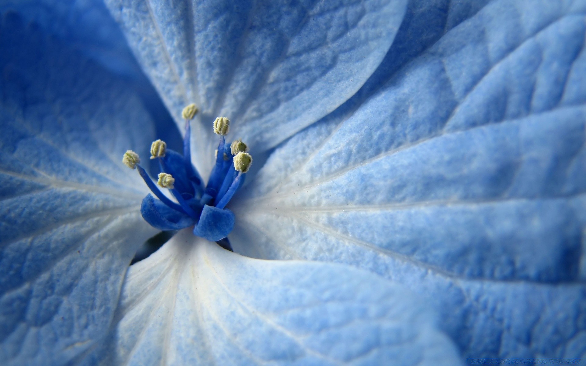 flowers flower nature color leaf summer bright flora floral desktop beautiful