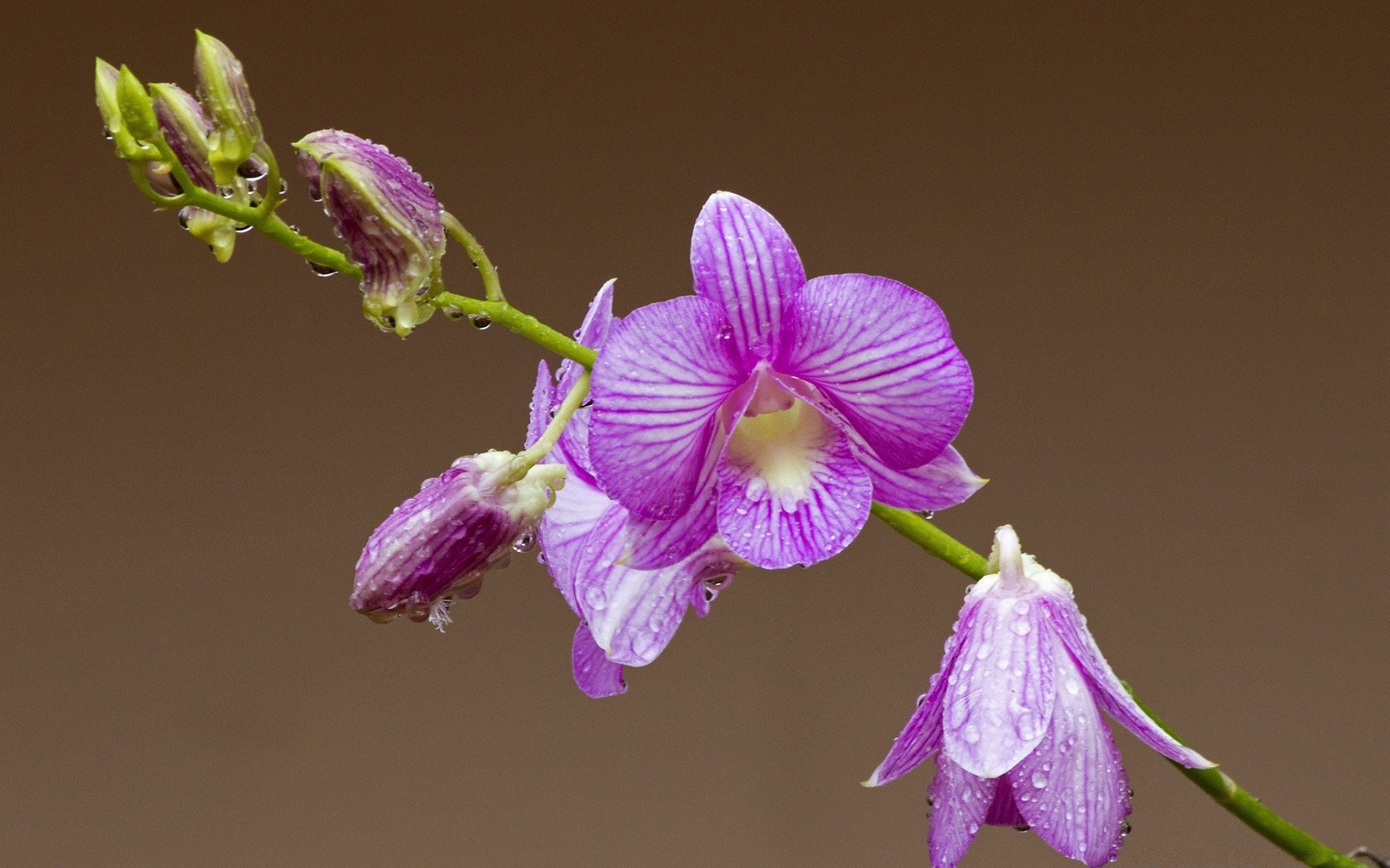 kwiaty kwiat natura flora płatek tropikalny liść delikatny bluming lato ogród egzotyczny kwiatowy kolor kolego jasny łuska