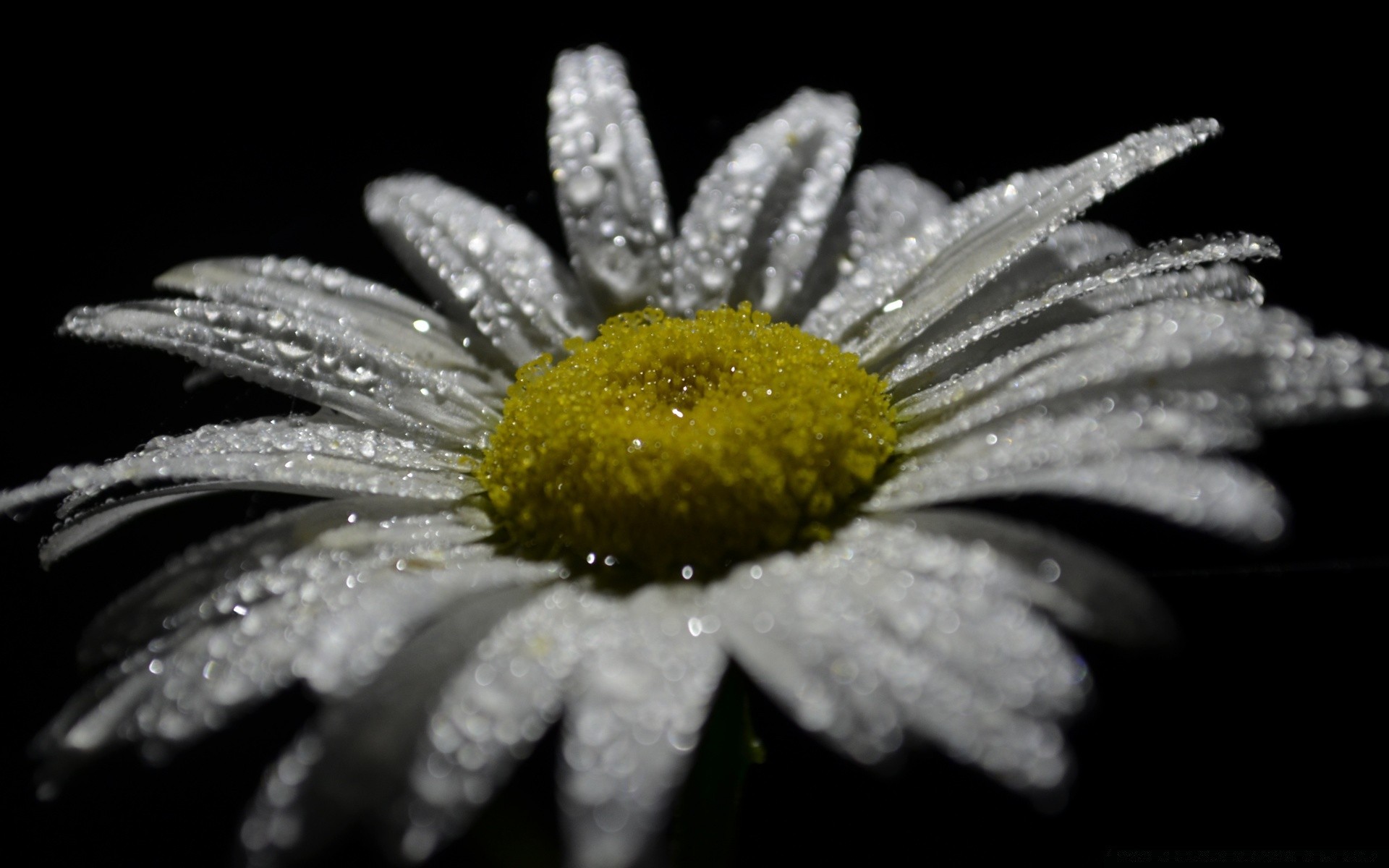 çiçekler çiçek doğa flora yakın çekim petal bahçe yaprak çiçeklenme masaüstü güzel çiçek