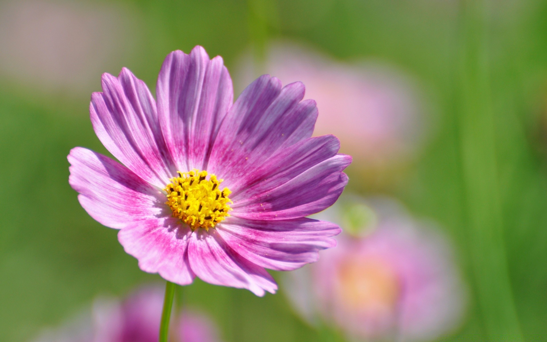 flowers nature summer flora flower bright leaf garden blooming petal growth floral color close-up season outdoors wild field beautiful grass