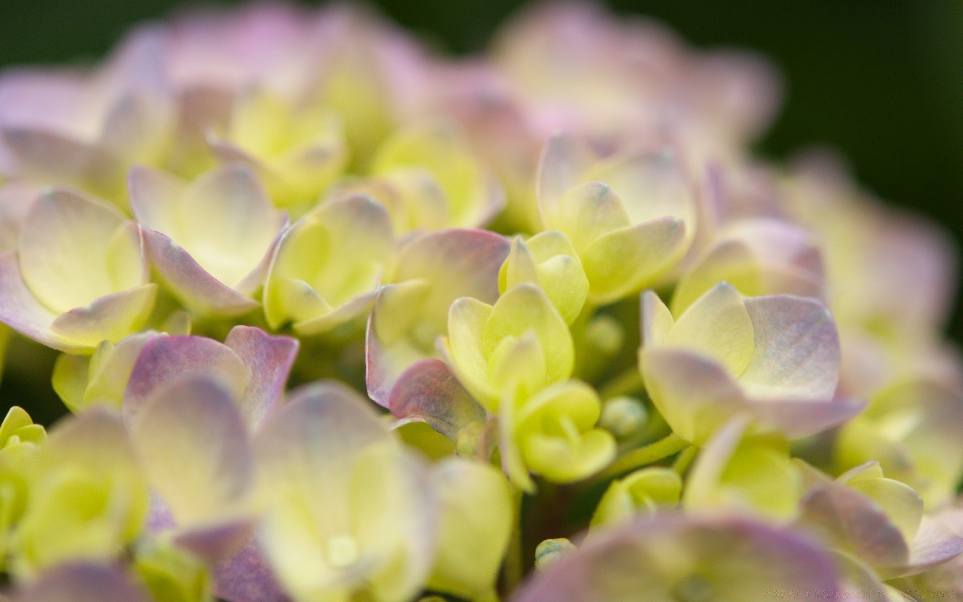 flowers nature flora flower beautiful garden color close-up floral leaf summer blooming petal desktop growth bright close bouquet botanical romantic