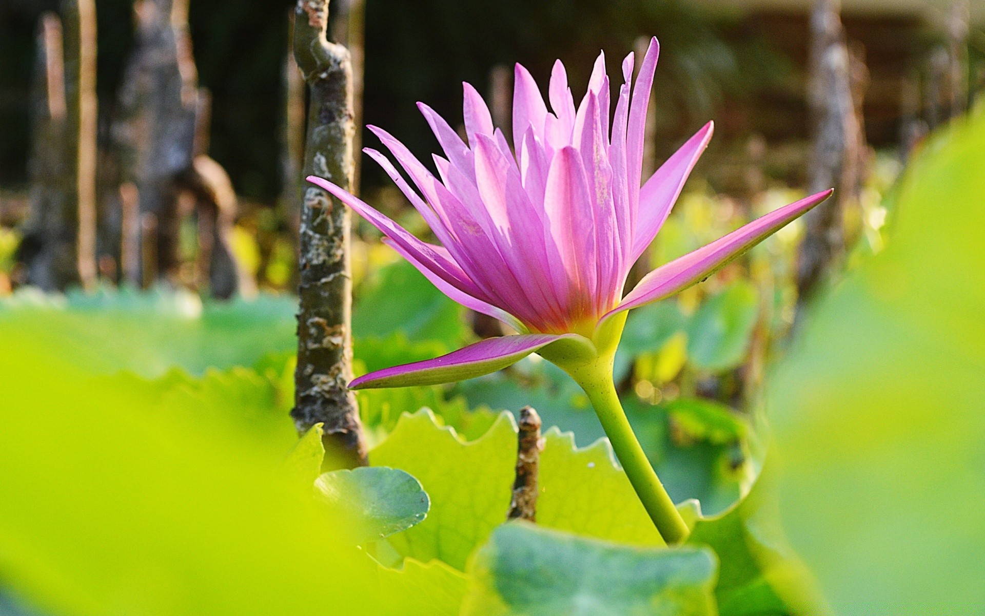 çiçekler doğa yaprak çiçek flora bahçe yaz çiçek açan lotus park açık havada tropikal lily yakın çekim ortamlar