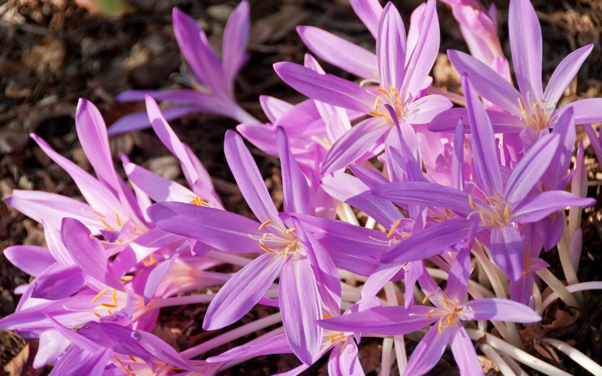 fleurs fleur nature flore bluming floral jardin pétale feuille été gros plan belle couleur saison lumineux à l extérieur violet