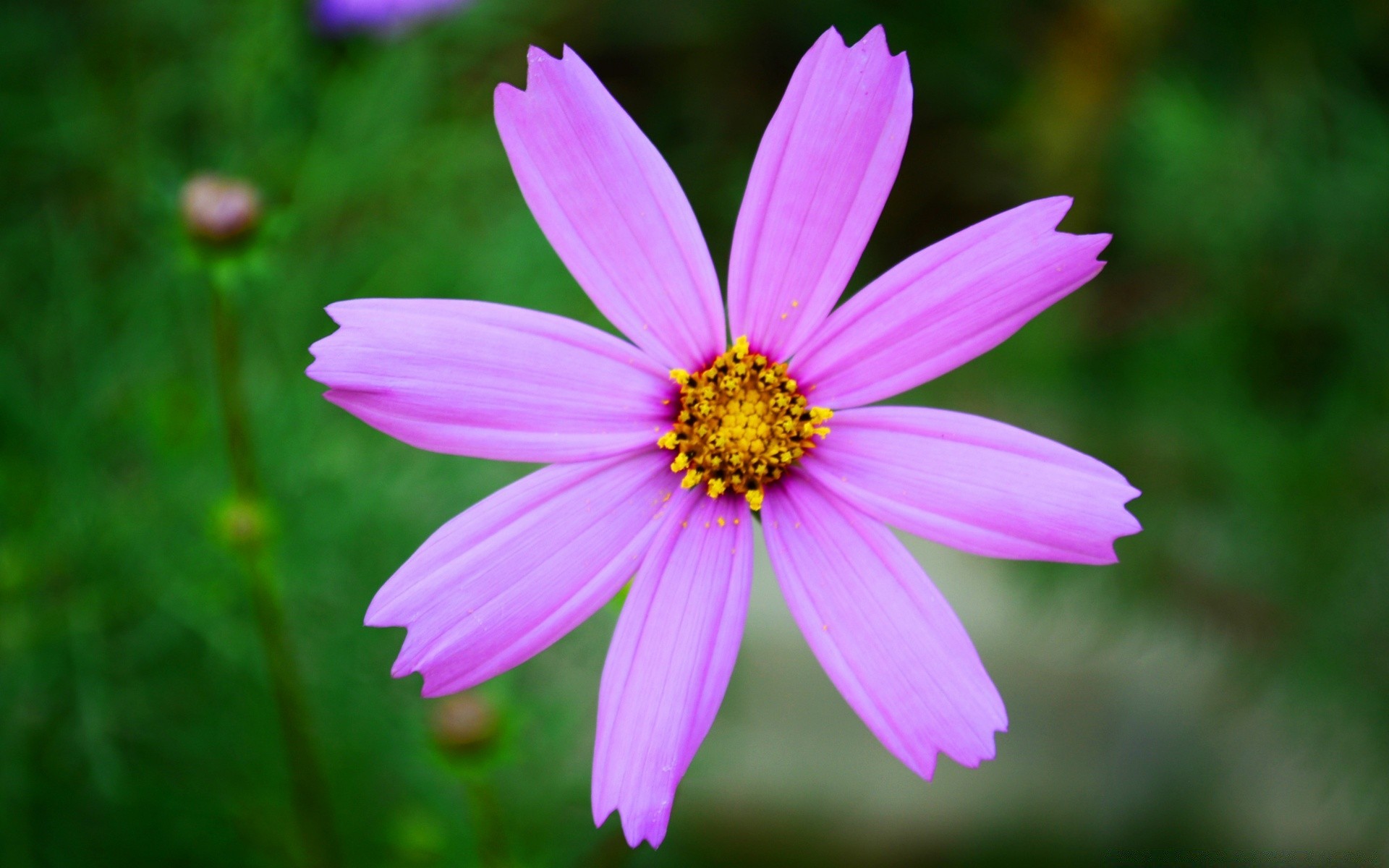 çiçekler doğa çiçek yaz flora yaprak bahçe parlak çiçek açan petal çimen açık havada çiçek vahşi