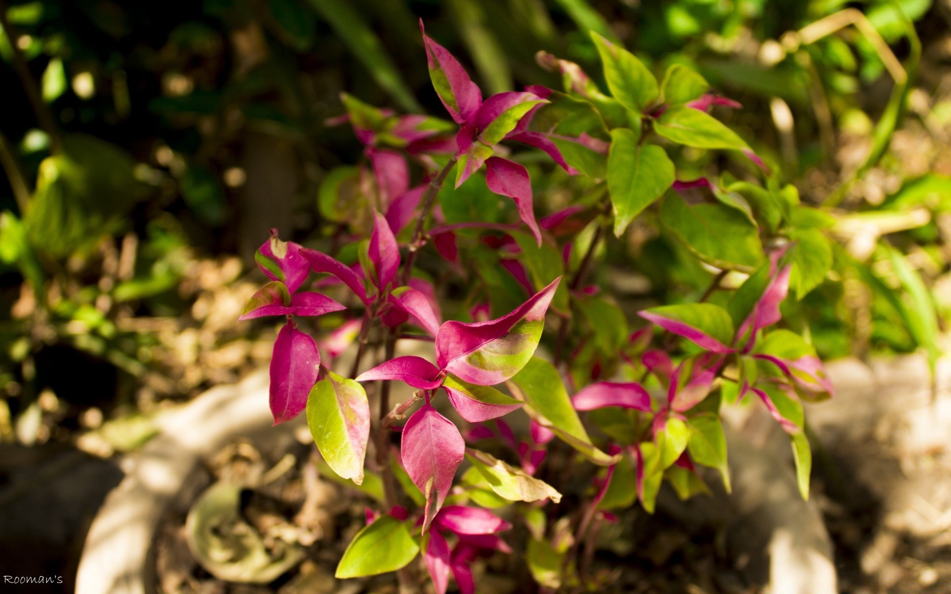 flowers leaf nature garden flower flora color close-up growth tree park summer season beautiful blooming floral bright outdoors botanical