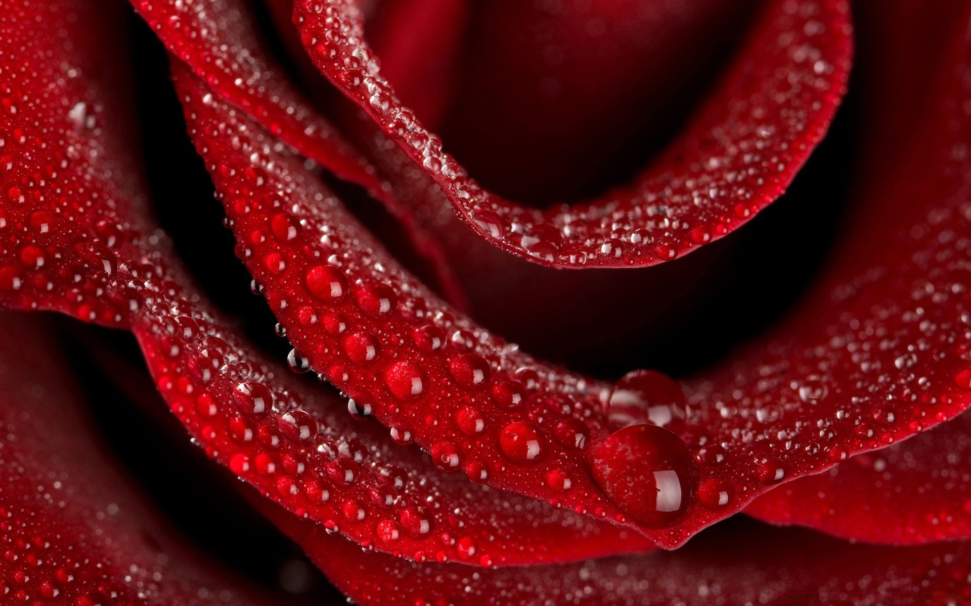 flowers flower rose love color romance dew desktop close-up nature