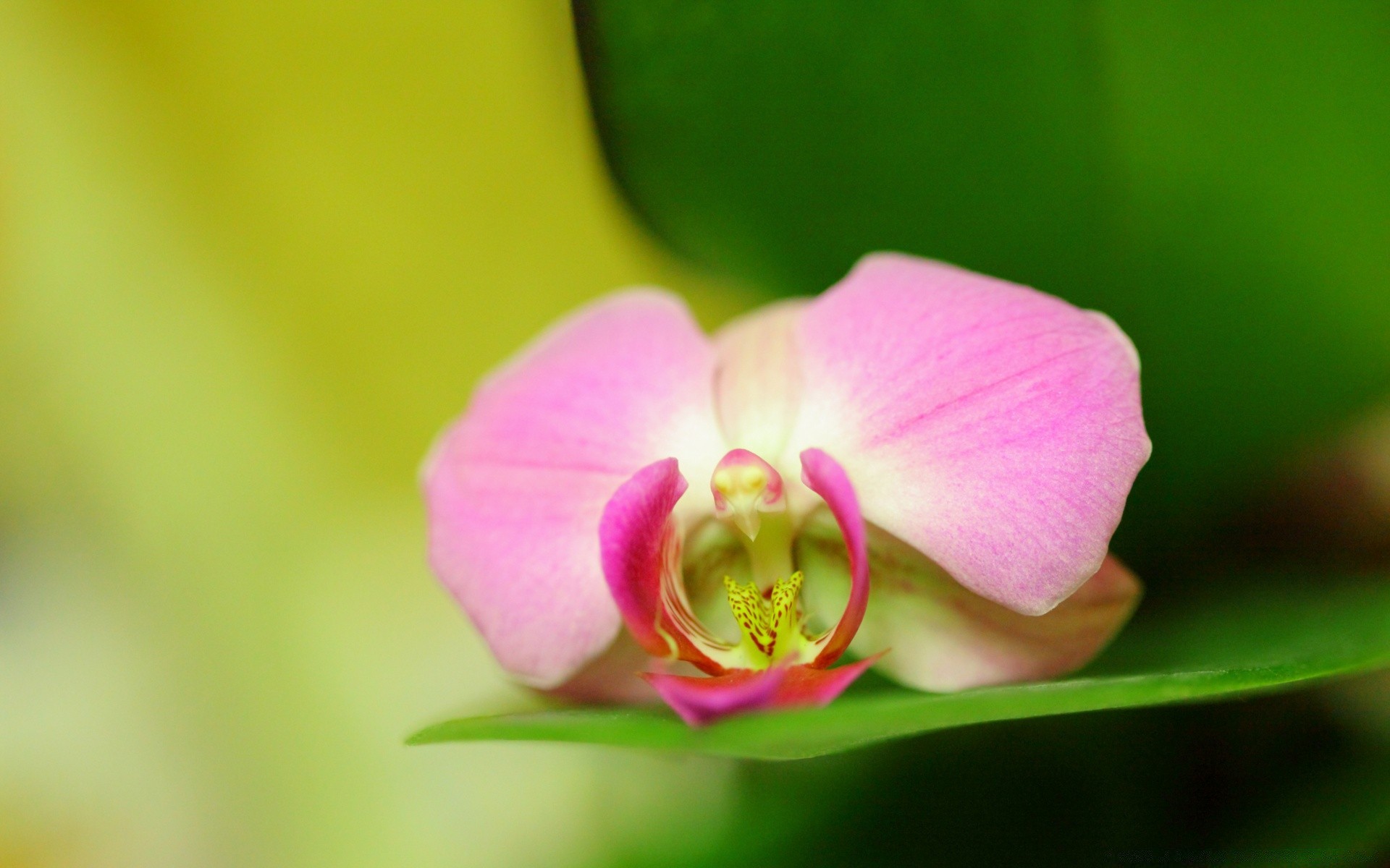 fleurs fleur nature flore feuille tropical orchidée lumineux élégant délicat exotique été pétale couleur jardin