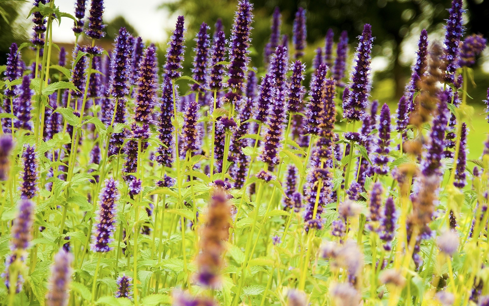 fleurs fleur flore nature lavande herbes champ été à base de plantes parfum floral jardin aromathérapie bluming à l extérieur aromatique saison sauvage sauge feuille