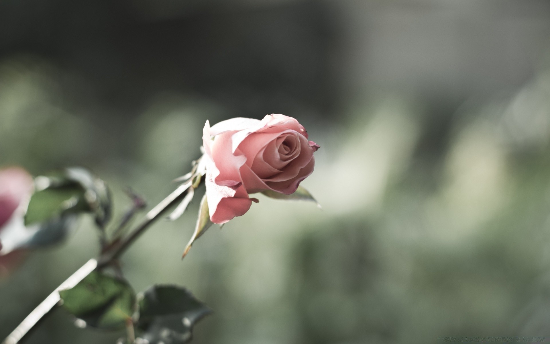 fleurs fleur nature rose feuille flore à l extérieur jardin belle flou été couleur amour gros plan floral pétale parc bluming mariage