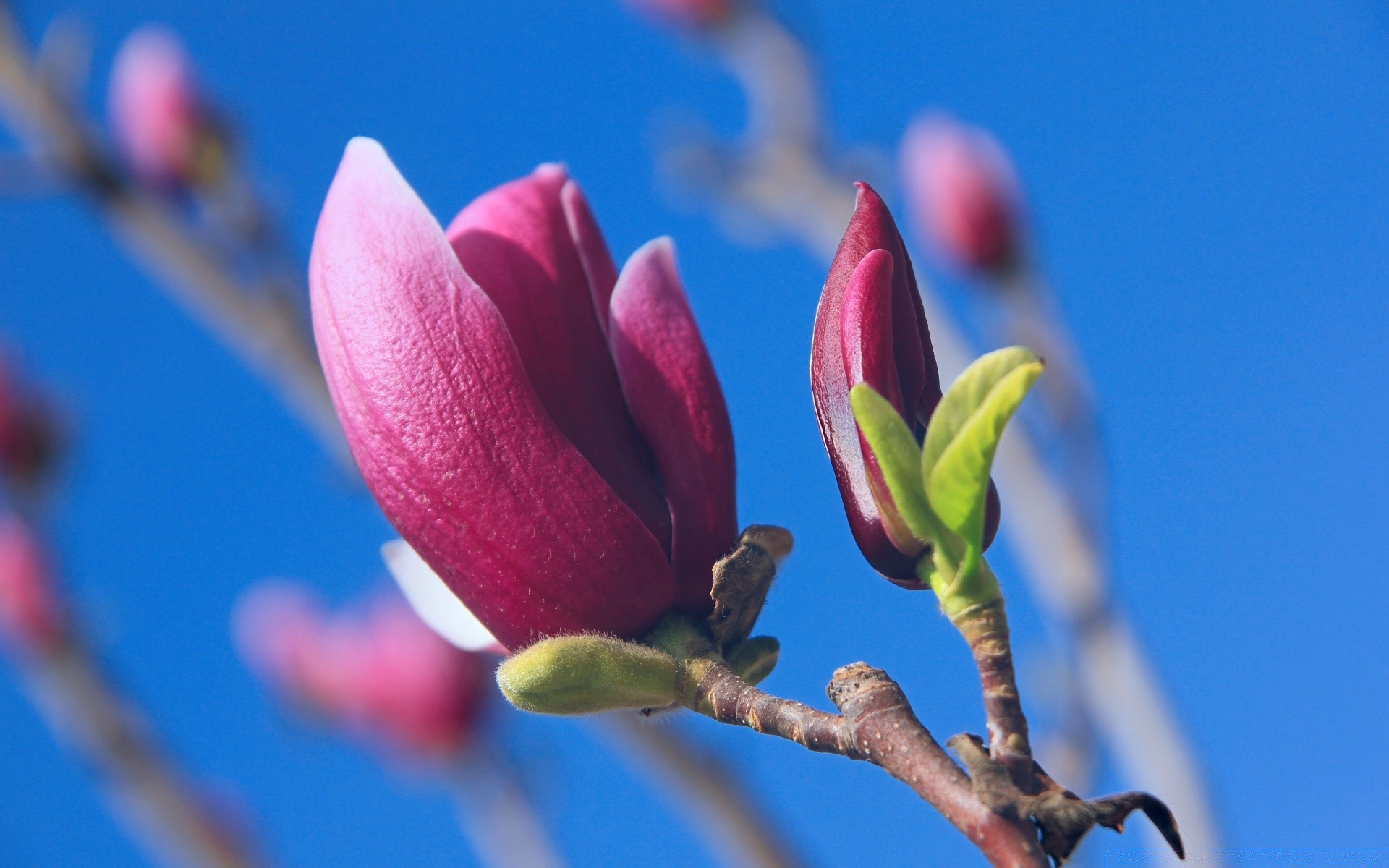 blumen blume natur flora garten wachstum kumpel im freien baum zweig blatt farbe hell ostern blütenblatt saison sommer zart blühen schön