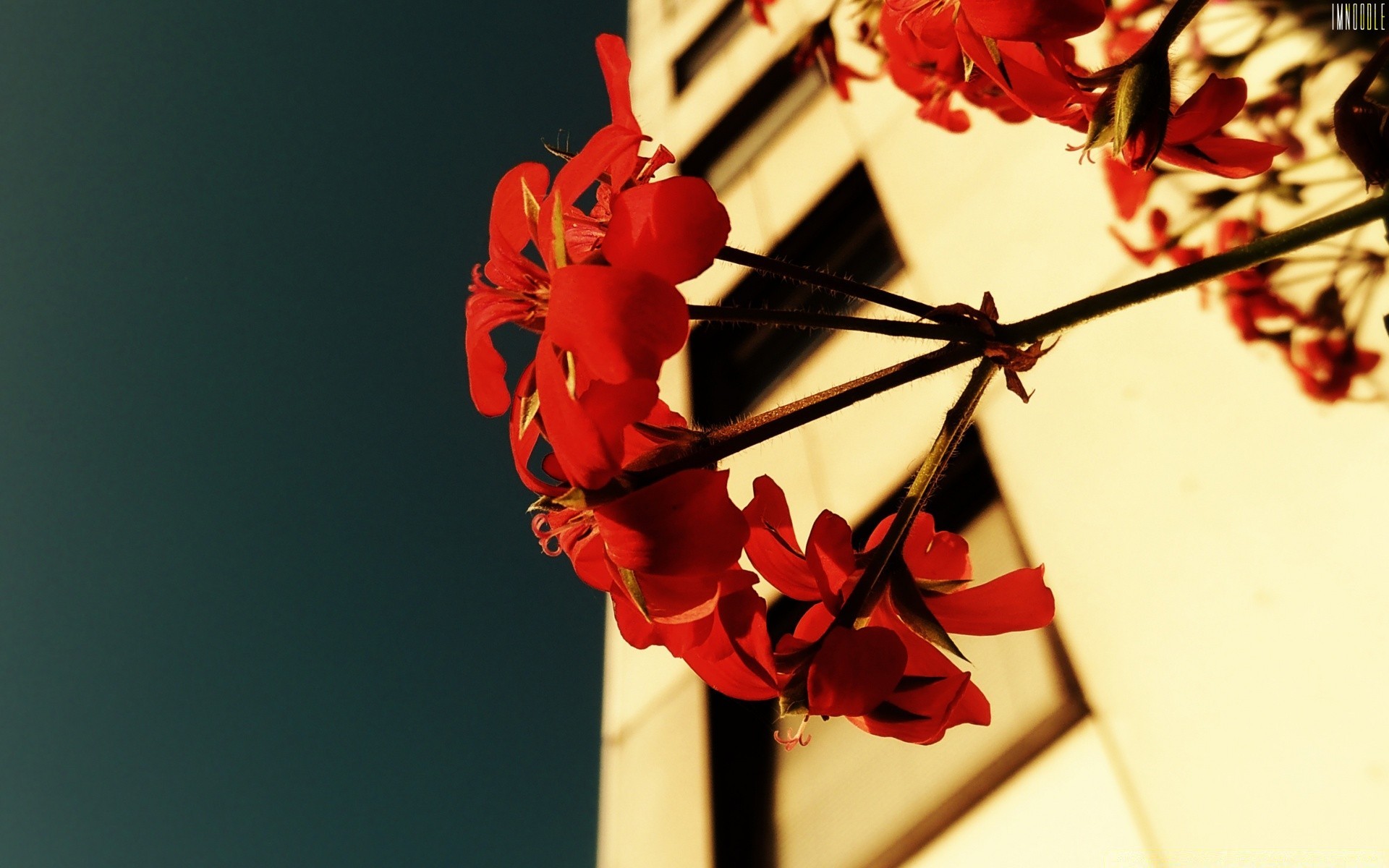 blumen unschärfe blume liebe natur romantik stillleben weihnachten blatt