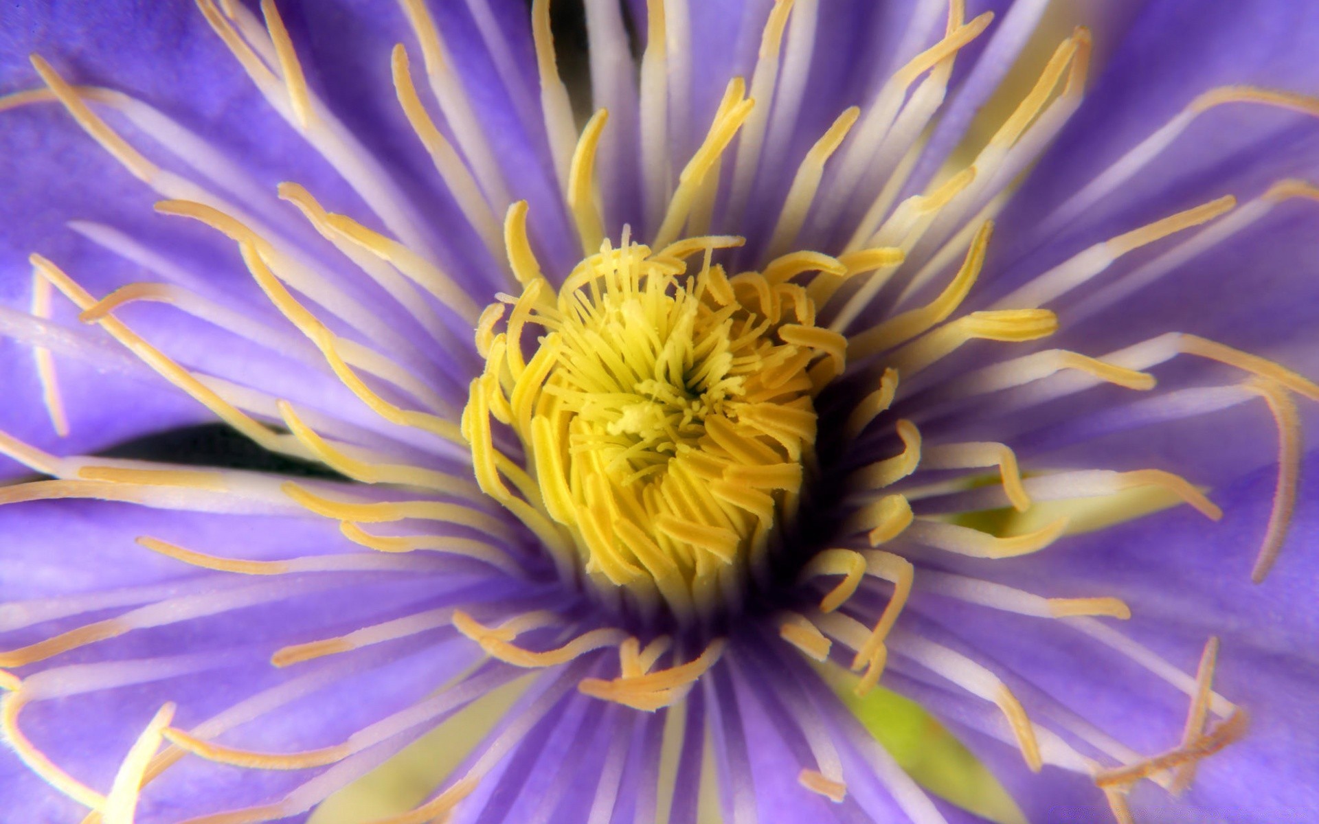 flowers flower nature summer flora garden blooming petal floral color delicate