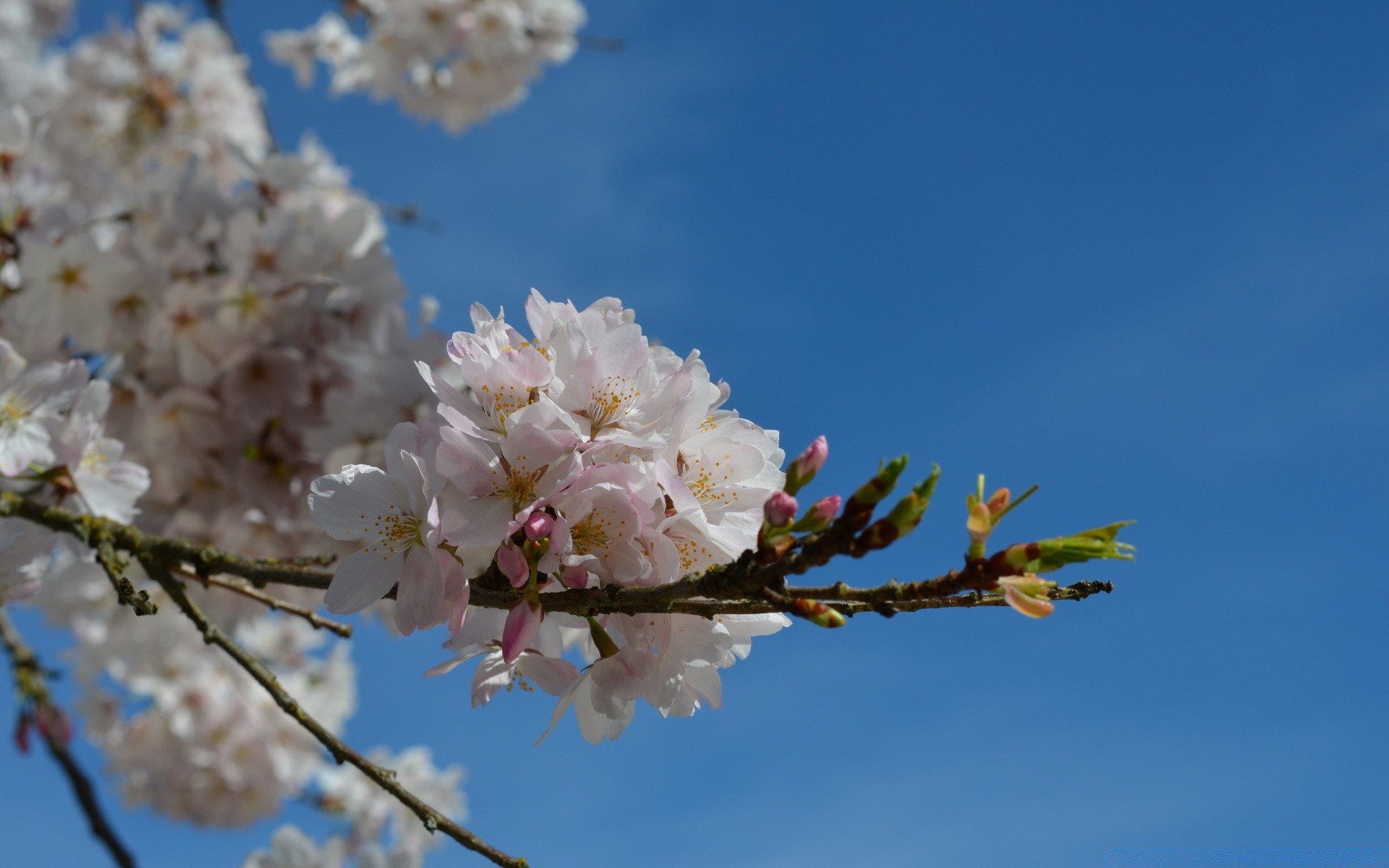 flowers flower cherry nature tree flora branch growth leaf apple season garden outdoors blooming summer bud bright fair weather petal floral