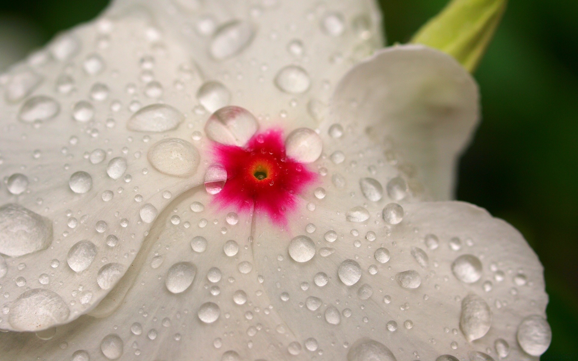 flowers dew flower wet drop water rain nature flora purity summer close-up clean bright pure freshness beautiful garden color