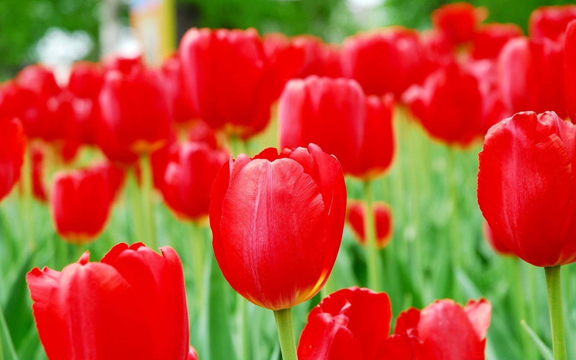 flowers tulip nature garden leaf flower flora summer bright color growth floral easter season field