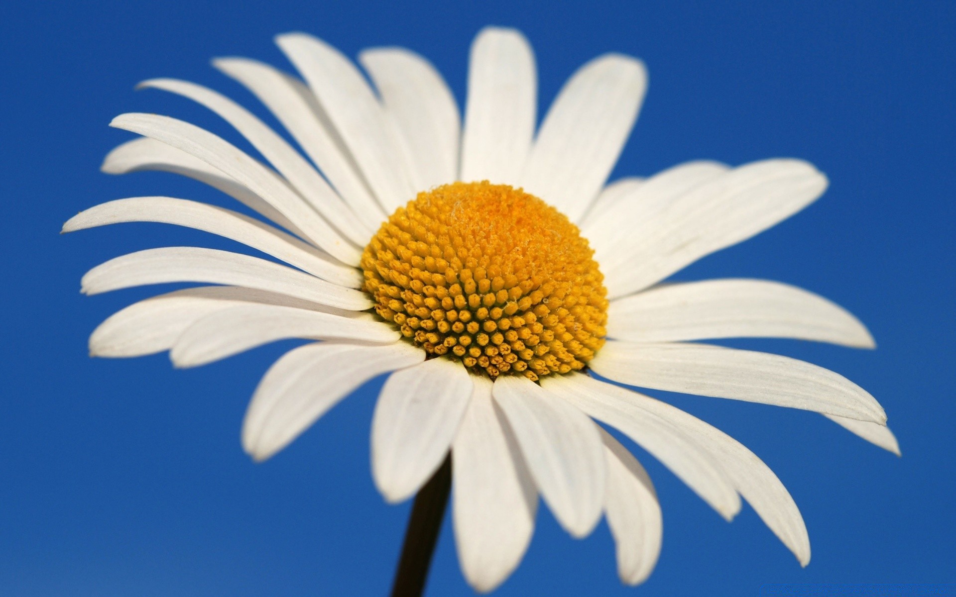 fleurs nature été fleur marguerites flore lumineux couleur à l extérieur gros plan beau temps