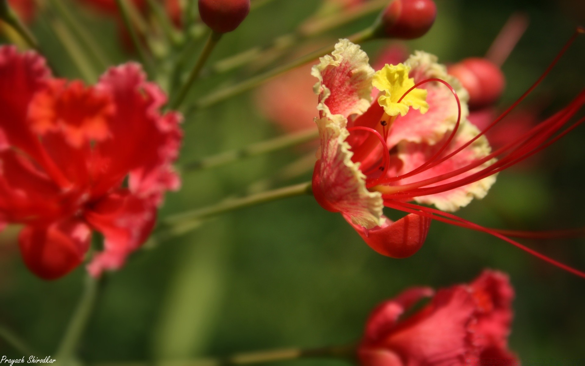 花卉 花卉 自然 植物群 叶 花园 夏天 花瓣 户外 花卉 盛开 颜色 明亮 特写 增长