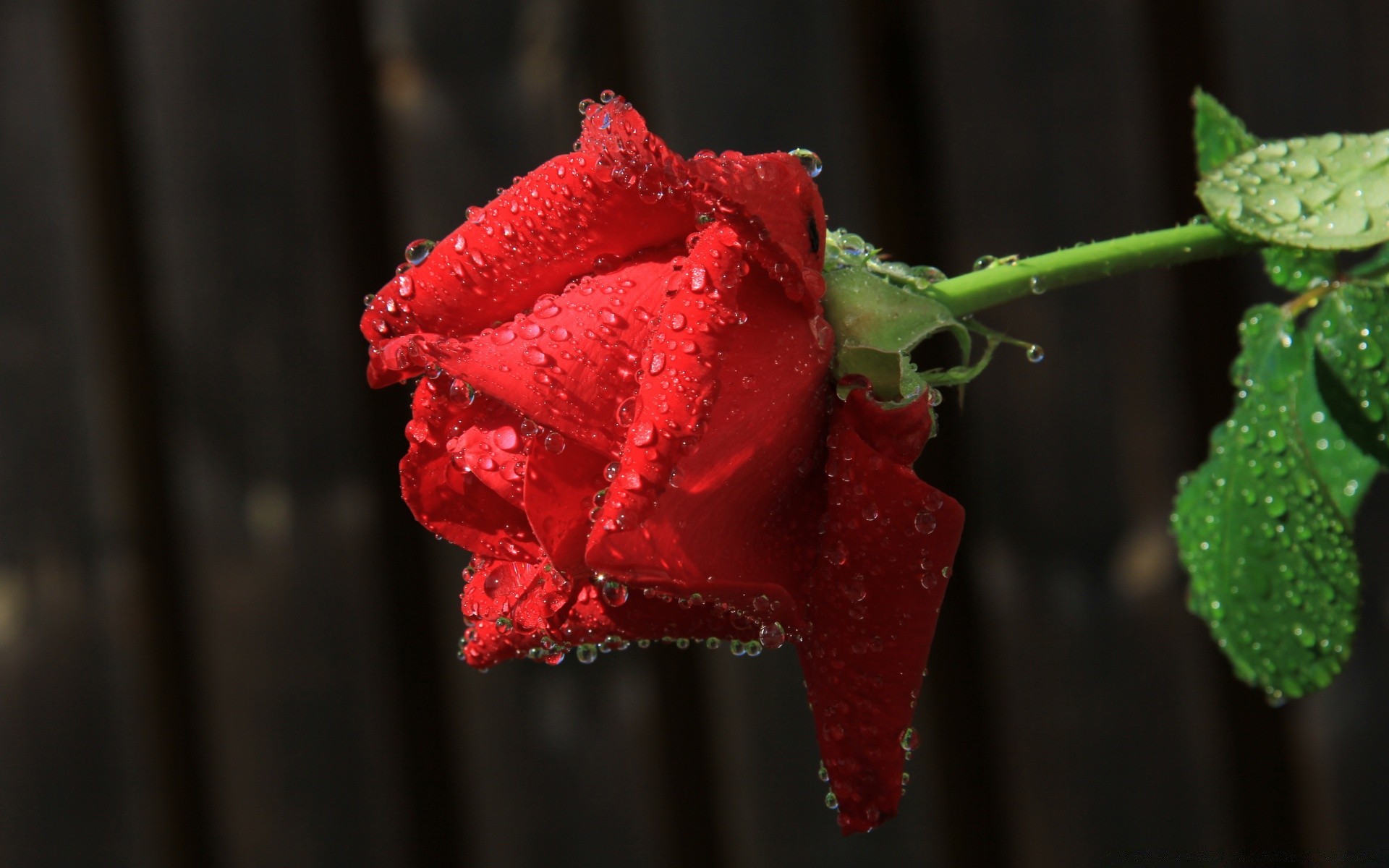 fleurs feuille repas nature fleur rose pluie rosée amour