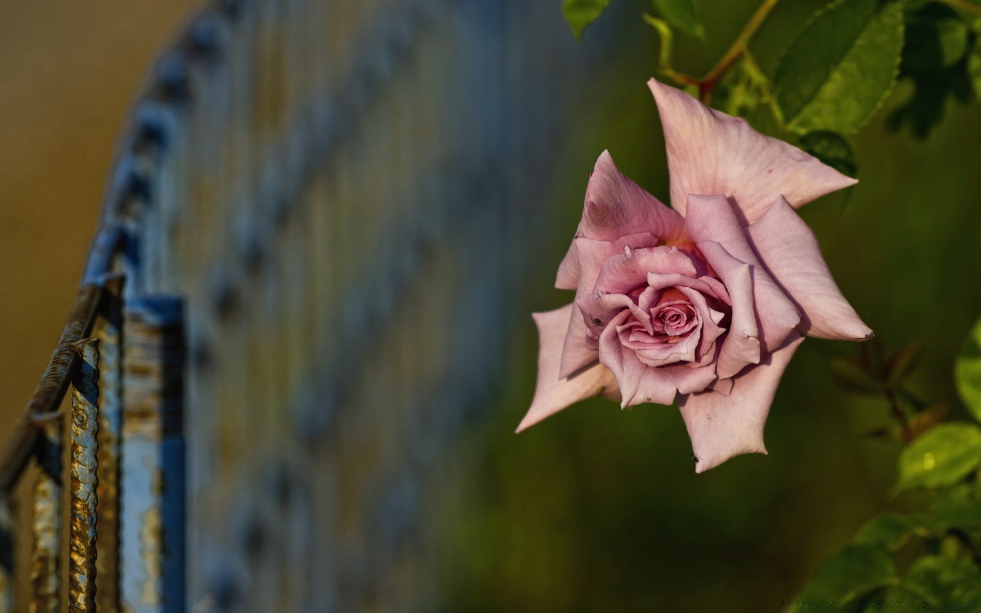 blumen blume im freien rose natur farbe