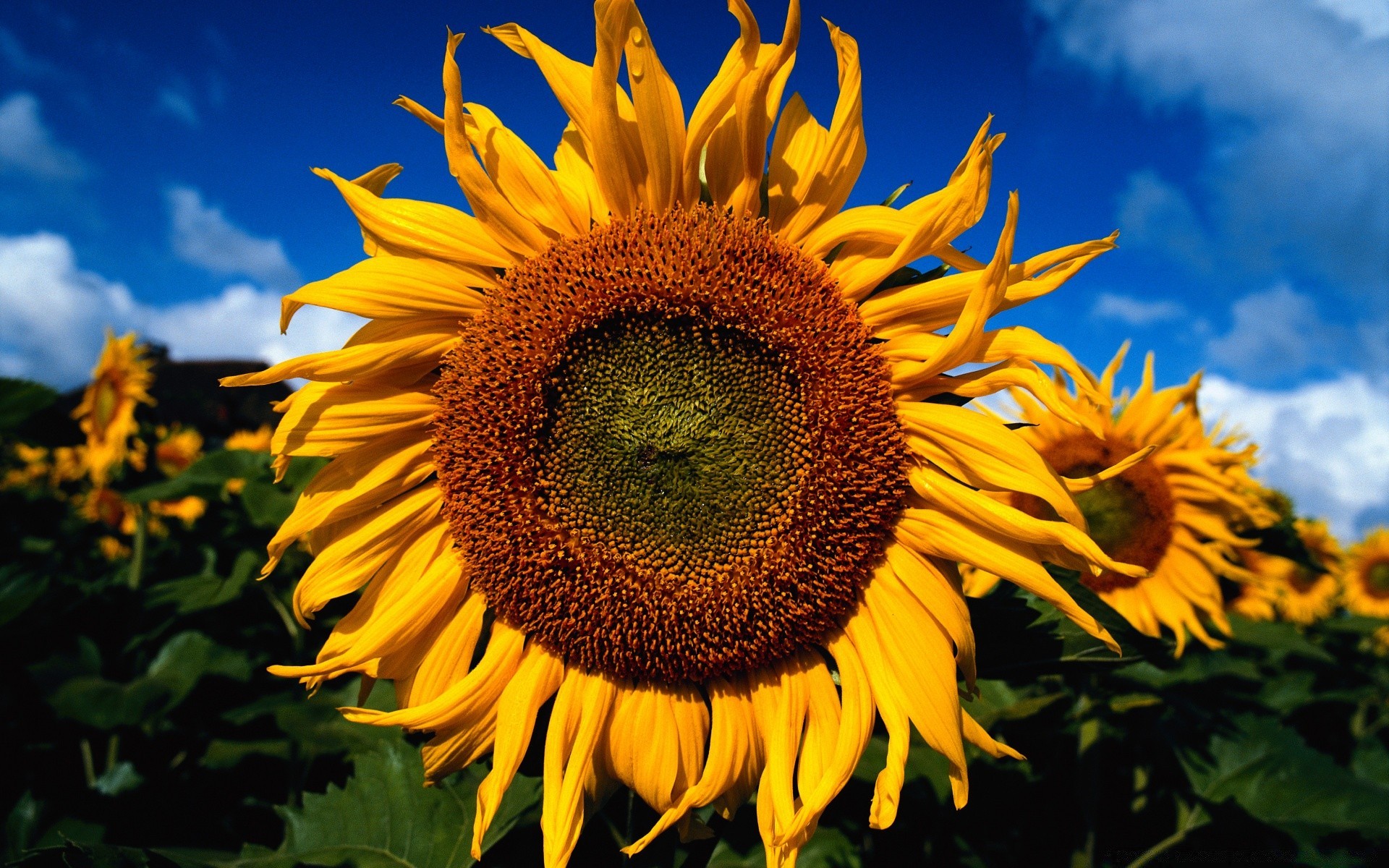 fleurs tournesol nature fleur flore été lumineux feuille jardin pétale croissance soleil graines à l extérieur beau temps