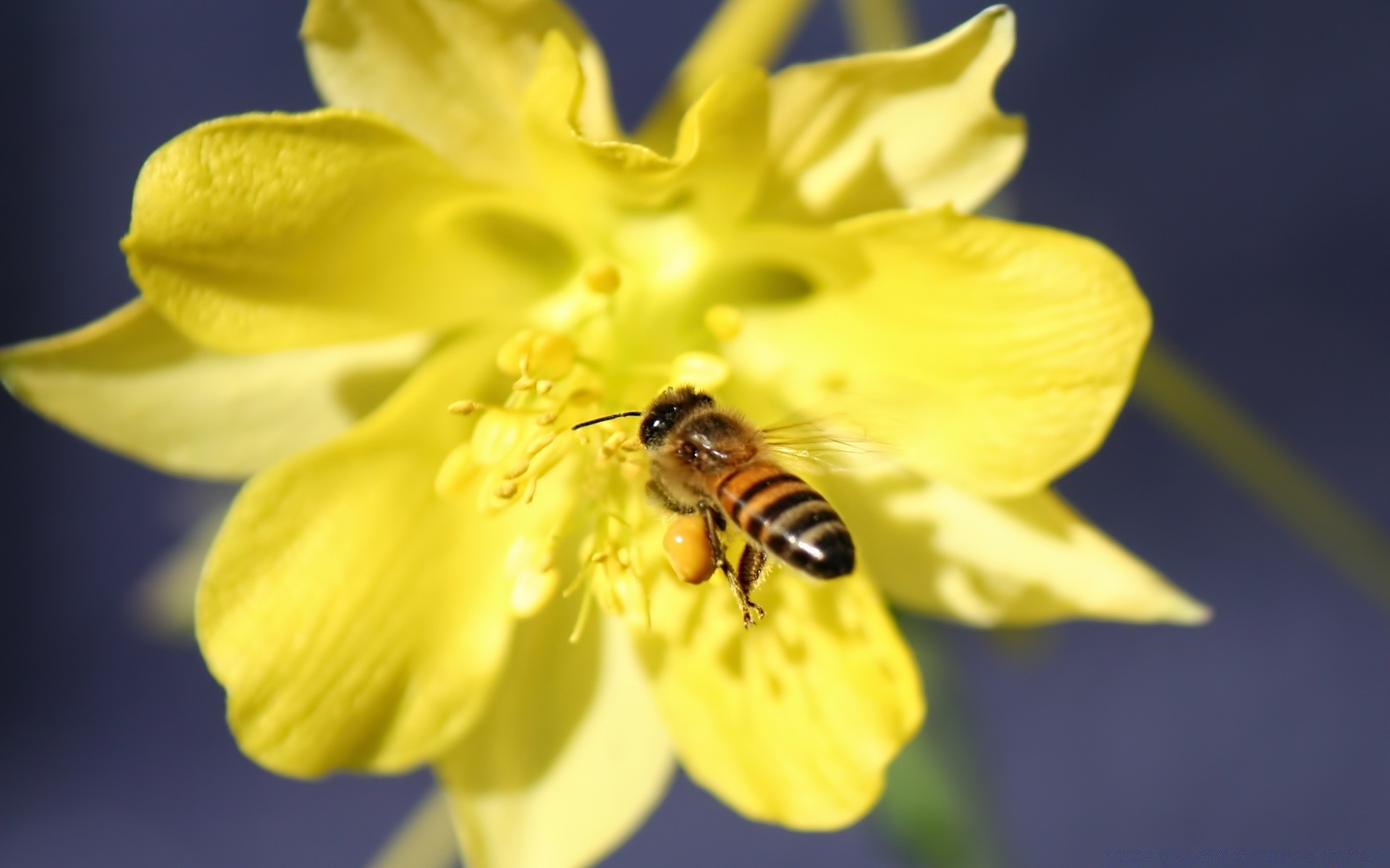 blumen natur blume insekt pollen flora hell biene sommer schließen im freien farbe blatt garten saison wild blütenblatt