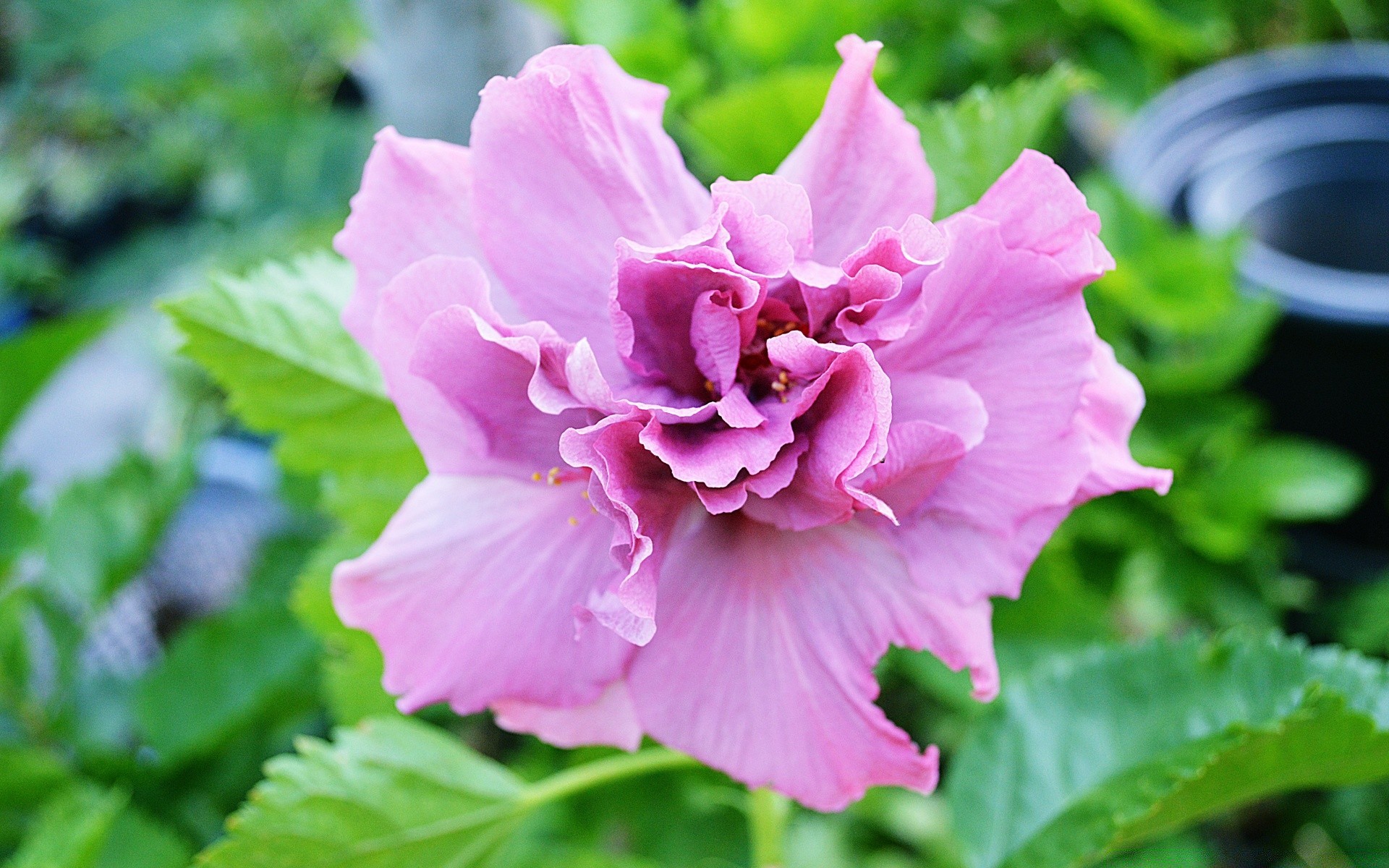 flowers flora leaf nature flower garden summer blooming growth petal floral close-up outdoors bright color beautiful rose