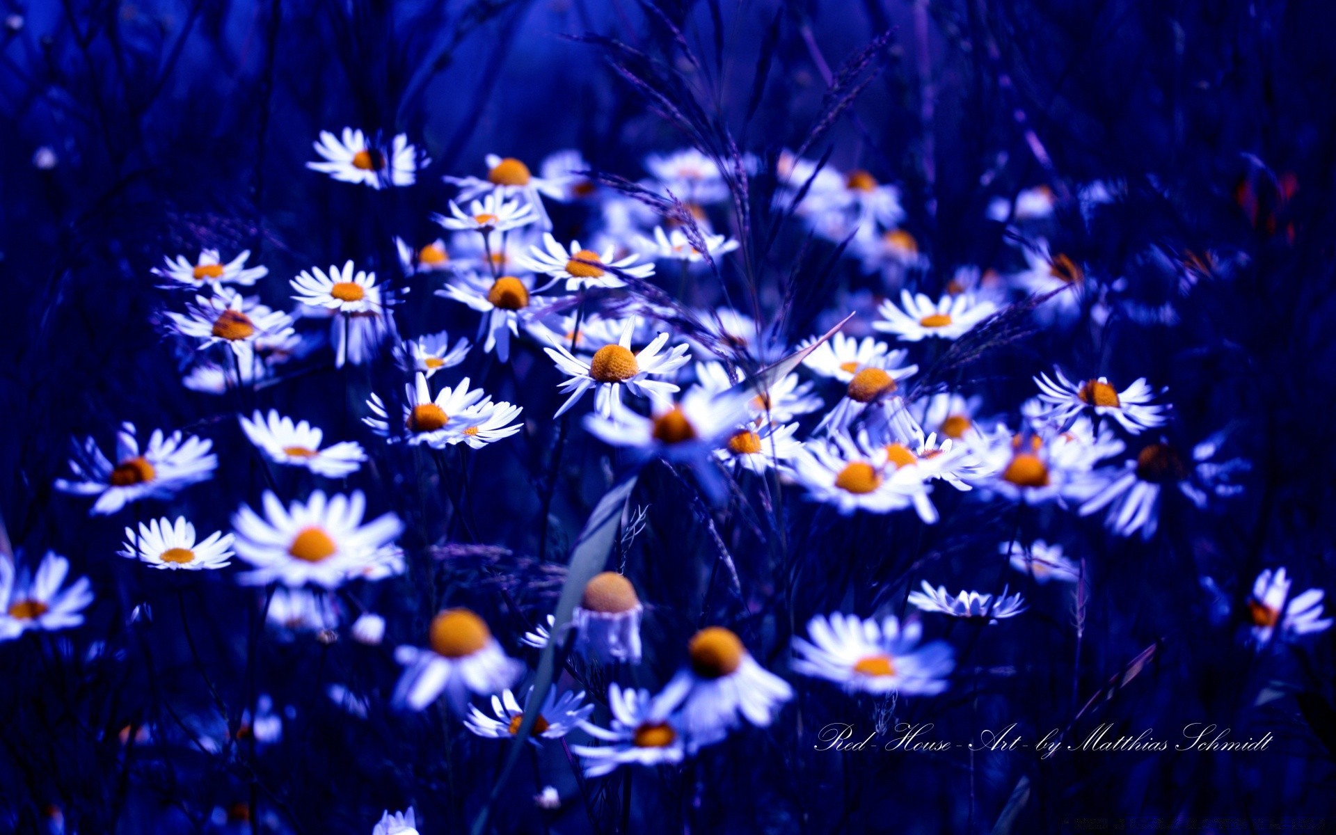 flowers flower nature flora bright color sun summer garden blooming petal season field floral desktop