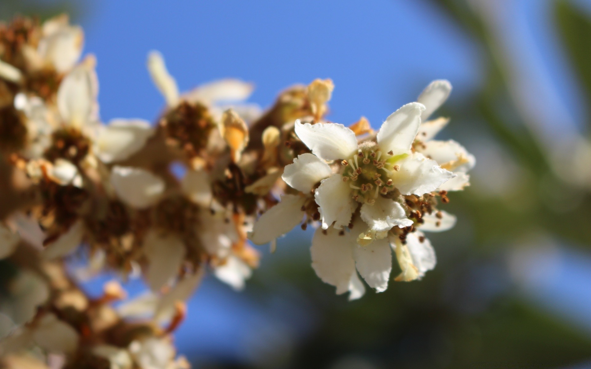 blumen blume natur zweig baum apfel flora im freien jahreszeit unschärfe kirsche garten biene kumpel blatt blühen gutes wetter wachstum blütenblatt farbe