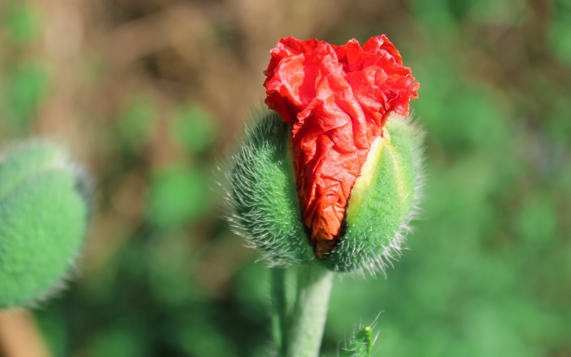 flowers nature flower leaf outdoors flora close-up garden summer color bright