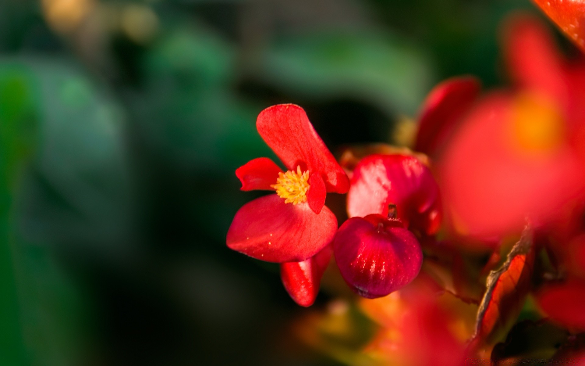 kwiaty natura kwiat liść rozmycie flora ogród lato na zewnątrz jasny kolor wzrost