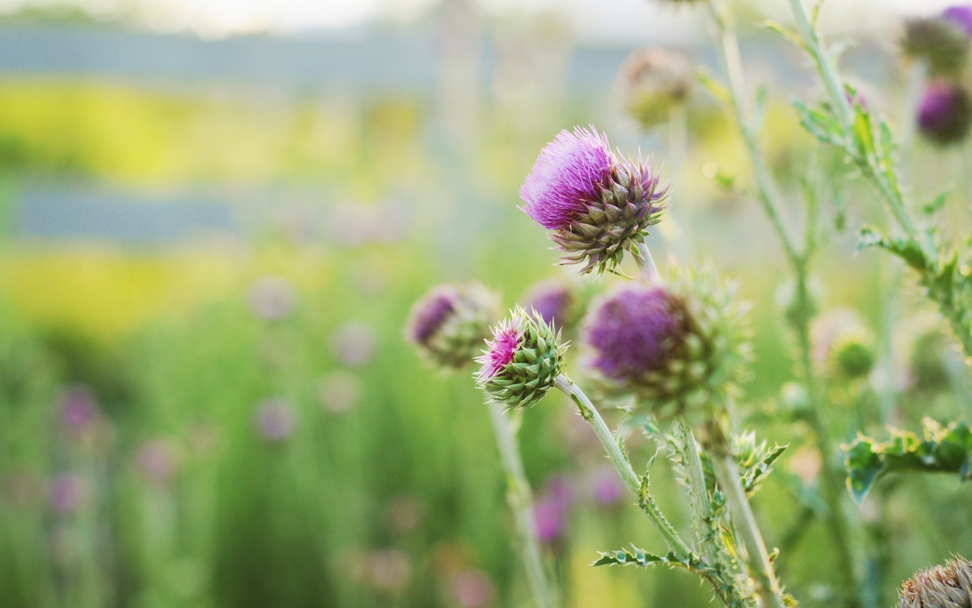 flowers nature summer flower field flora hayfield outdoors grass leaf growth rural garden fair weather blooming bright agriculture color