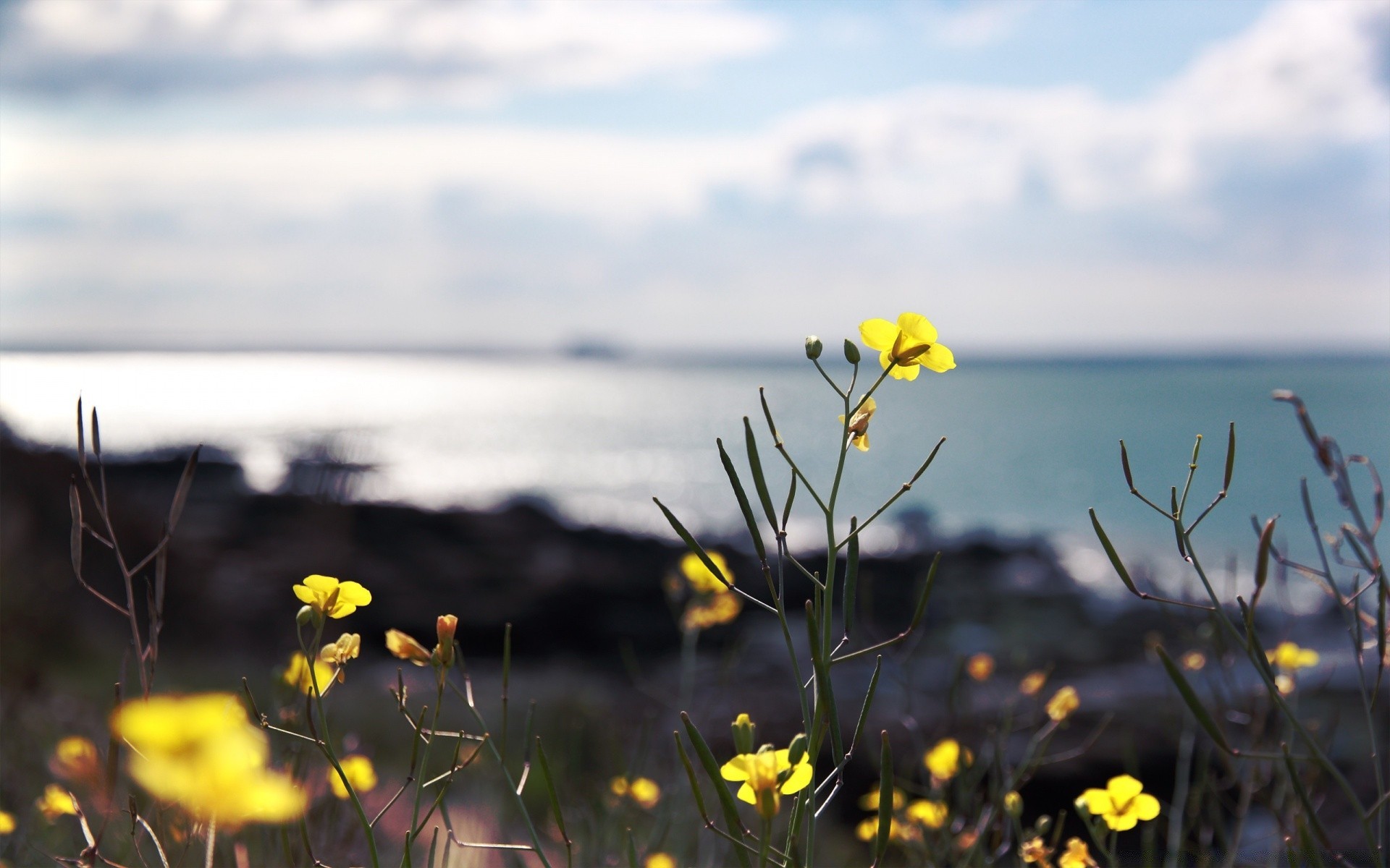 fiori natura fiore campo estate erba sole paesaggio flora bel tempo cielo all aperto fieno rurale selvaggio soleggiato spiaggia