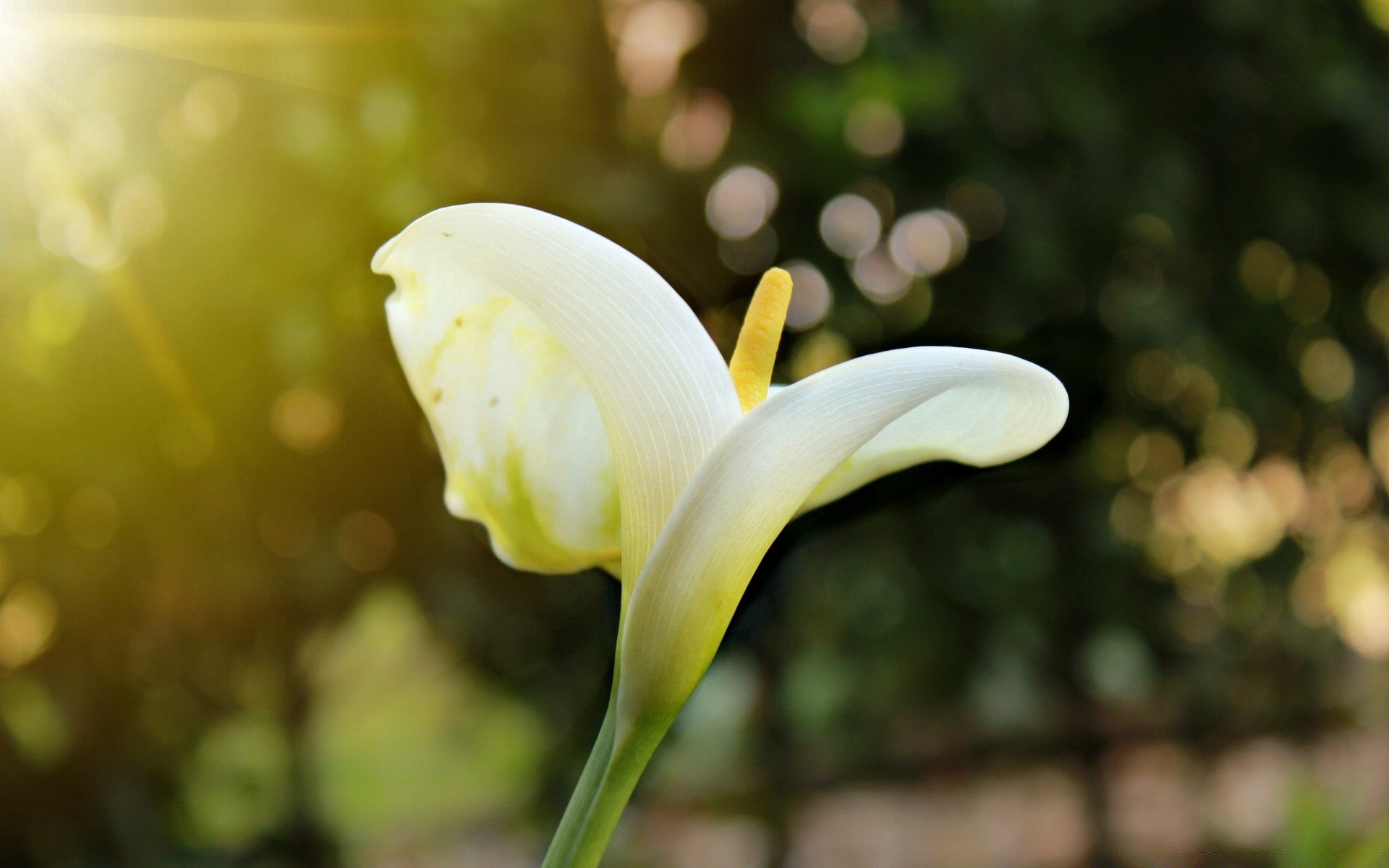 kwiaty natura kwiat ogród flora liść lato jasny kolor na zewnątrz