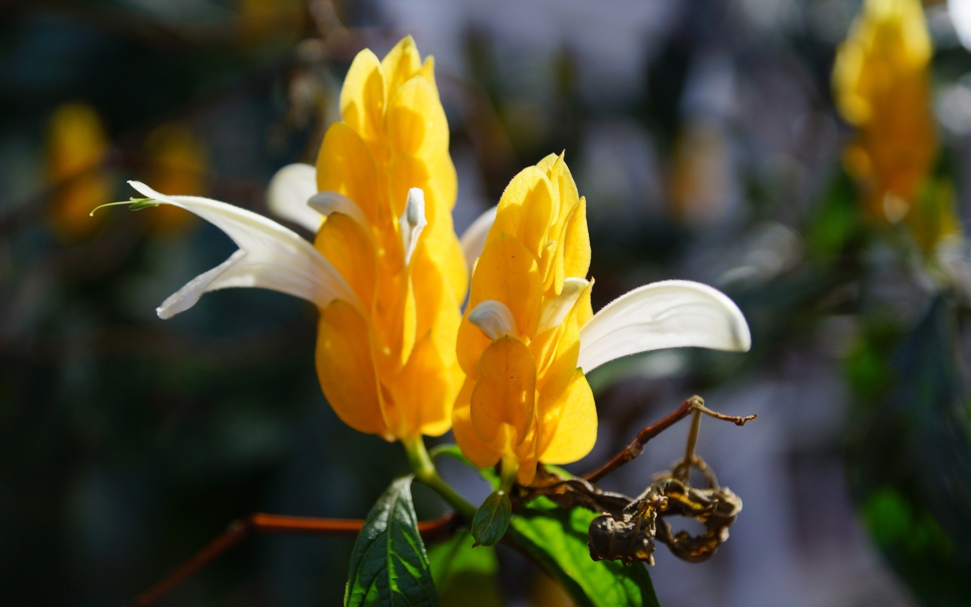 kwiaty kwiat natura ogród liść flora na zewnątrz lato płatek bluming park